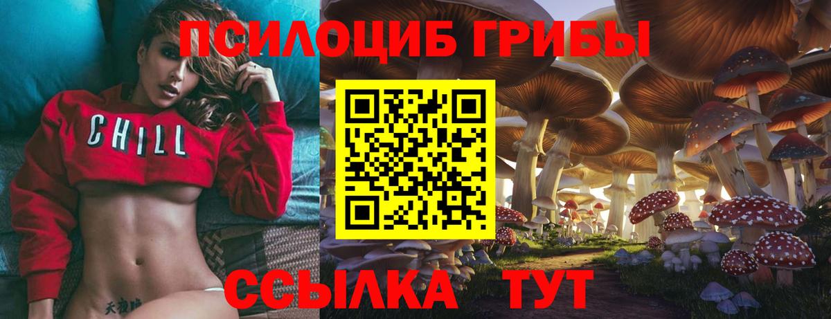 Галлюциногенные грибы Psilocybe Гай